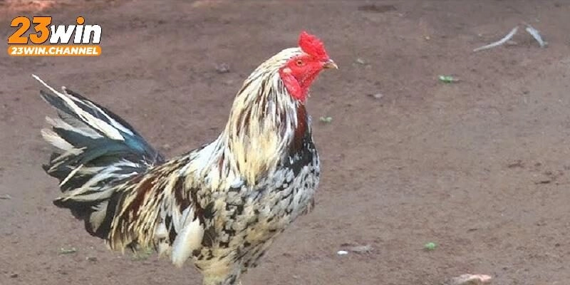 Đặc điểm nổi bật của gà linh kê