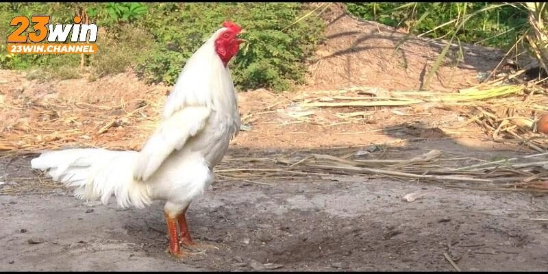 Một số loại thần kê khác cần biết